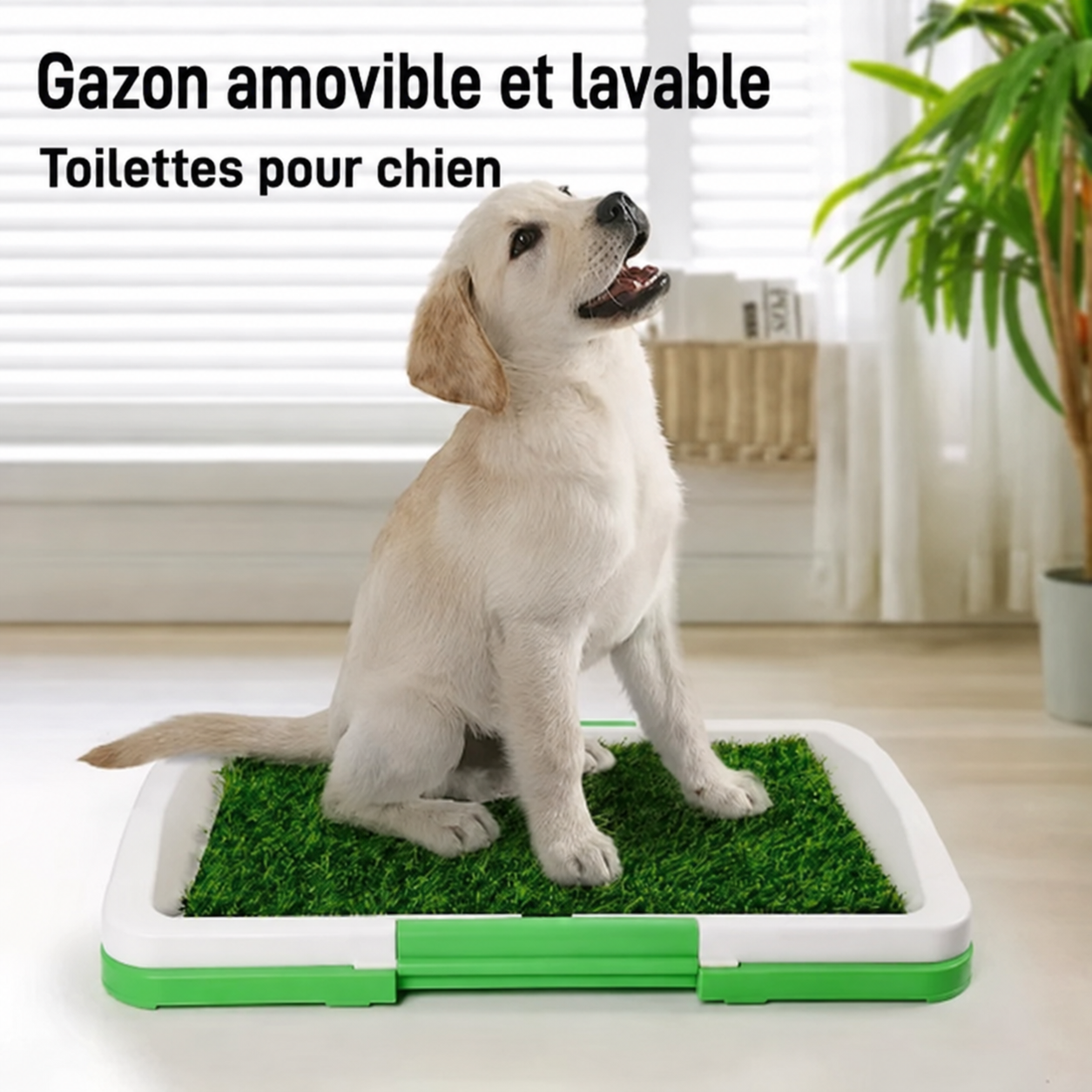 Toilettes pour Chiens - Éducation facile et pratique!